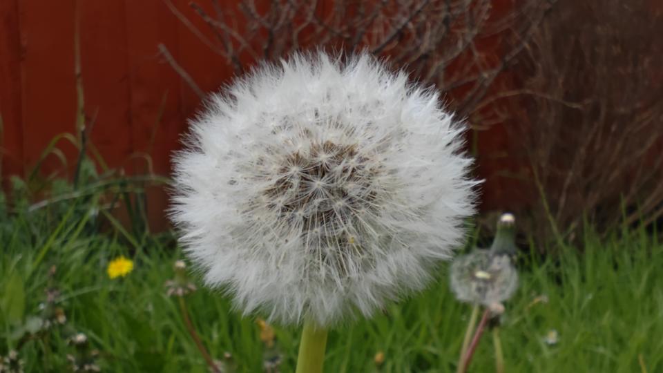 A picture of a dandelion taken with a Xiaomi 13 Pro