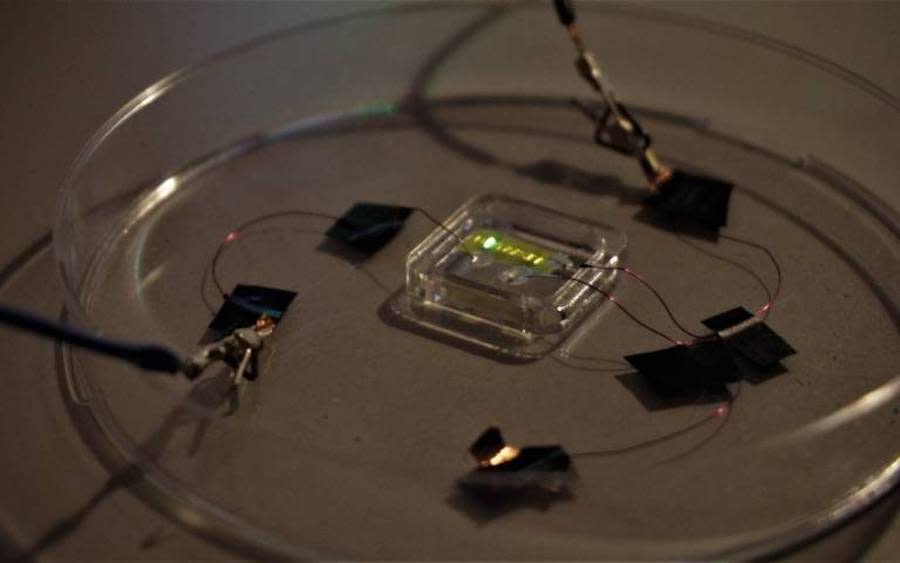 Small electronics in a petri dish