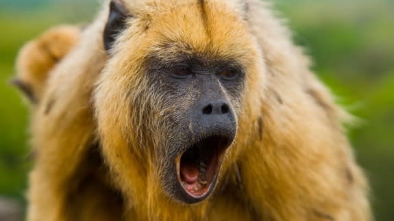 Howlermonkey_thumbnail