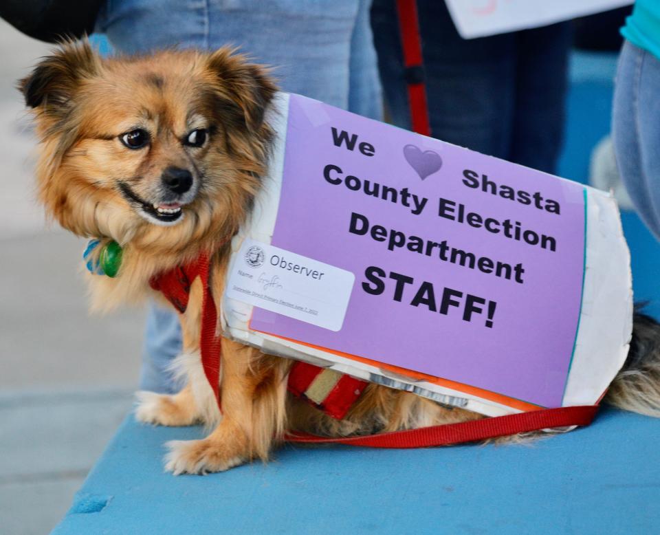 Gryffin the Protest Dog made an appearance outside the Shasta County Elections Office on Friday, June 120, 2022.