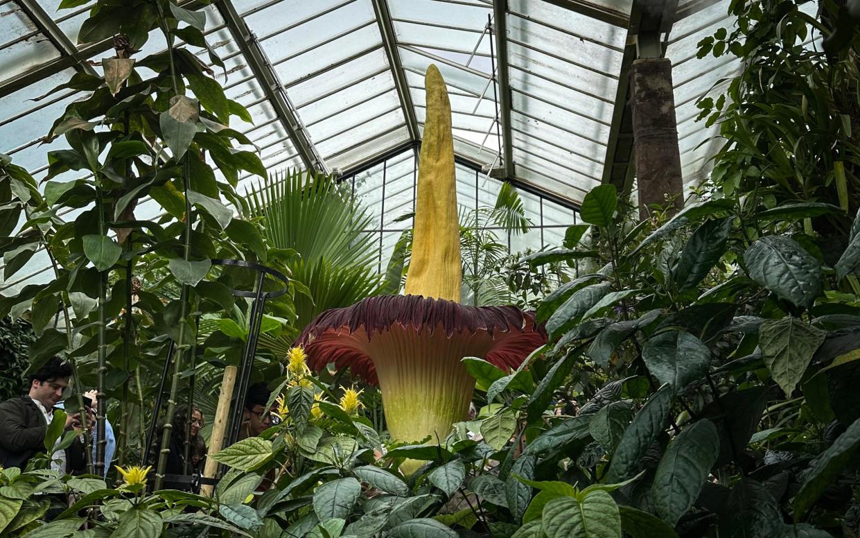 Botanically known as Amorphophallus titanium, the Titan Arum smells of rotten flesh when it's in full flower