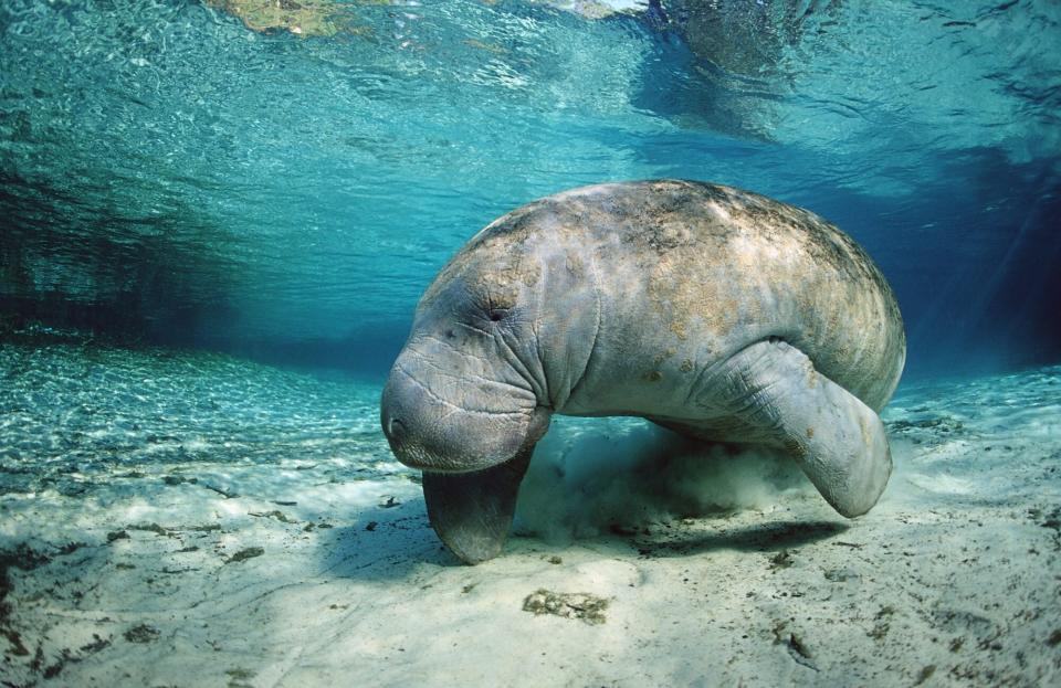 West Indian Manatee, Trichechus manatus latirostris, USA, Florida, FL, Crystal River