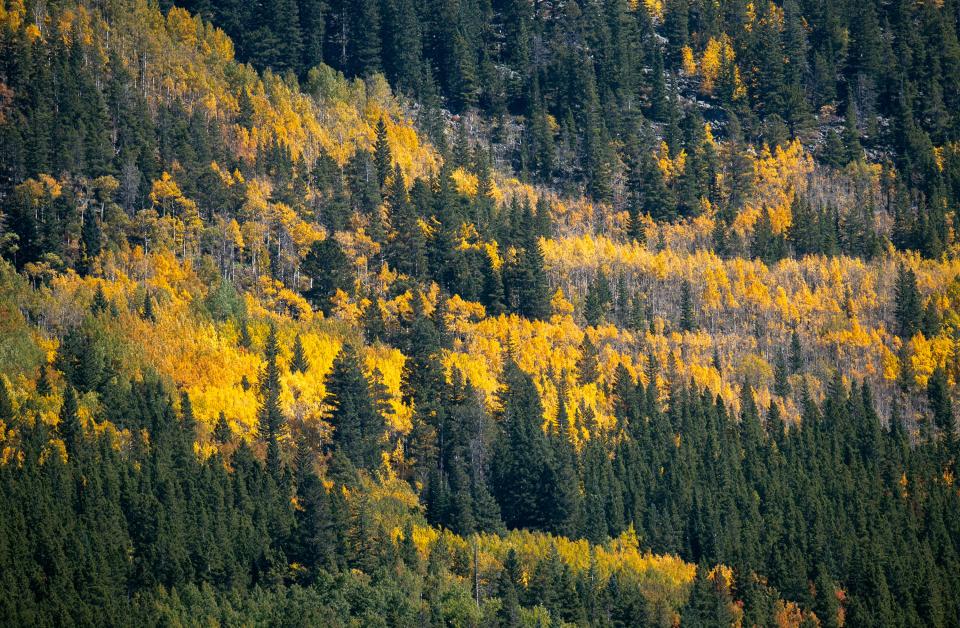 Aspen trees turn yellow on a mountainside along the Peak to Peak Scenic Byway as pictured south of Estes Park on Sept. 25, 2021.