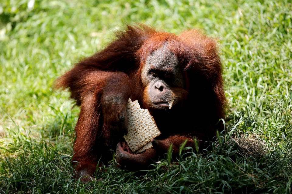 <p>Im Ramat Gan Safari Zoo in der Nähe von Tel Aviv isst ein Orang-Utan Matzenbrot. Das ungesäuerte Brot wird in Israel und in aller Welt von gläubigen Juden traditionellerweise beim Pessachfest gegessen, das in diesem Jahr von 30. März bis 7. April begangen wird. (Bild: Reuters/Amir Cohen) </p>