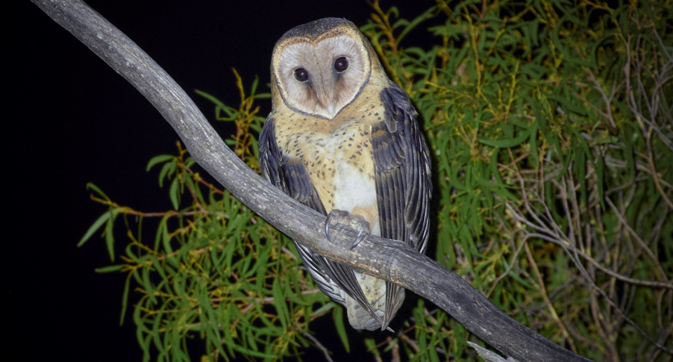 Bob Brown Foundation says this masked owl was photographed on Wednesday, 150 metres from MMG's drill rig was placed. Source: Rob Blakers