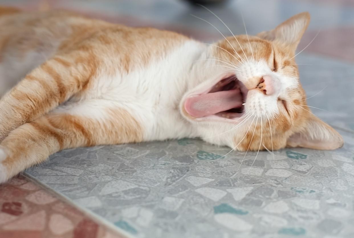 cat yawning tired sleep