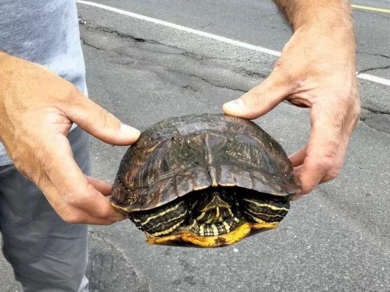 A turtle outside of Best Cleaners.