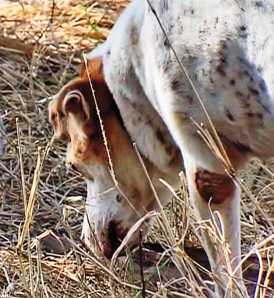 跟主人散步的小狗「胖胖」在草叢中發現人骨。（東森新聞提供）