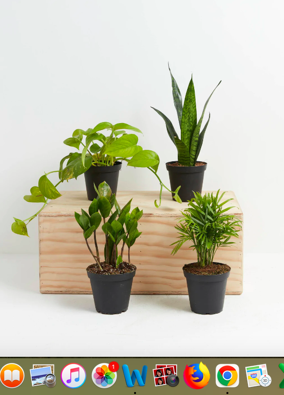 <p>livelyroot.com</p><p><strong>$38.00</strong></p><p>Beginners can ease into gardening with a subscription from Lively Root, which start at just $38 a shipment. Each month you'll receive an easy-care plant in your choice or small or medium to spruce up your office or living space.</p><p><em><strong>What reviewers say:</strong></em><em> Very happy with my new plant. Arrived in great shape and well packed. I look forward to coming shipments. I will wait to repot when I find just the right pot. Thanks, Lively Root!</em></p>