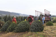 FILE - Employees feed trees through a baler at JC Hill Tree Farm in Orwigsburg, Pa., on Dec. 2, 2021. A white Christmas seems to be slowly morphing from reliable reality to a bit more of a movie dream for large swaths of the United States in recent decades, weather data hints. An analysis of two different sets of 40 years of December 25 snow measurements in the United States shows that less of the country now has snow on the ground on Christmas than in the 1980s. (Lindsey Shuey/Republican-Herald via AP, File)