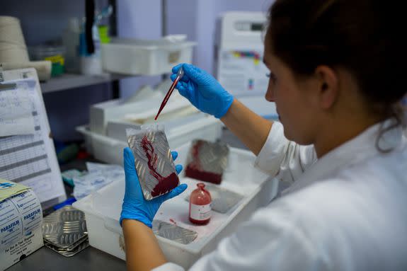 A biologist puts blood on iron plates in a lab testing genetically modified mosquitoes in Campinas, Brazil, Feb. 11, 2016.