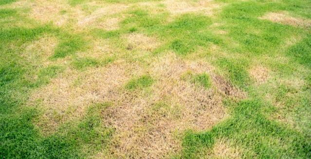 Patches of yellowed, dead grass on a lawn