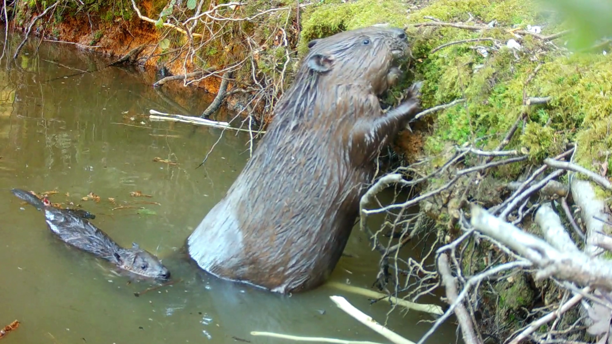 Mum and baby beaver at Ewhurst Park, Hampshire © Ewhurst Park.