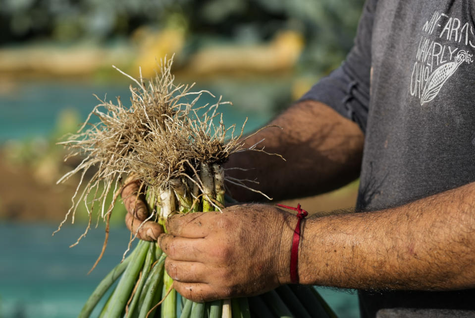 Pedro Murrieta Baltazar carries a handful of green onions while working, Friday, July 7, 2023, at a farm in Waverly, Ohio. As Earth this week set and then repeatedly broke unofficial records for average global heat, it served as a reminder of a danger that climate change is making steadily worse for farmworkers and others who labor outside. (AP Photo/Joshua A. Bickel)