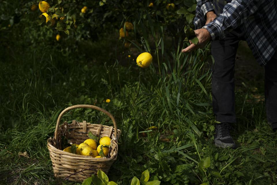 Sixth-generation lemon farmer Pierre Ciabaud collects lemons at his lemon farm in Menton, France, Wednesday, March 6, 2024. “A young person today would not be able to live from lemon farming,” Ciabaud said. (AP Photo/Daniel Cole)