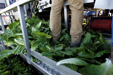 A crewmember stands in a pile of discarded romaine lettuce leaves while working on a water jet harvester near Soledad, California, U.S., May 3, 2017. REUTERS/Michael Fiala