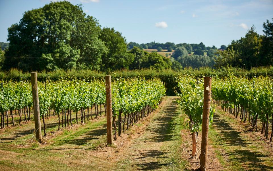 Chapel Down, Kent winery