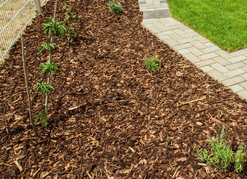 Mulch in a garden bed