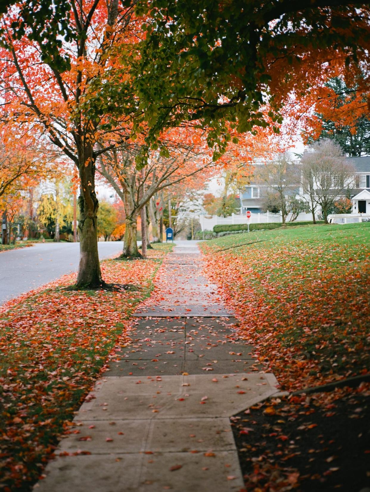 Suburban Neighborhood fall