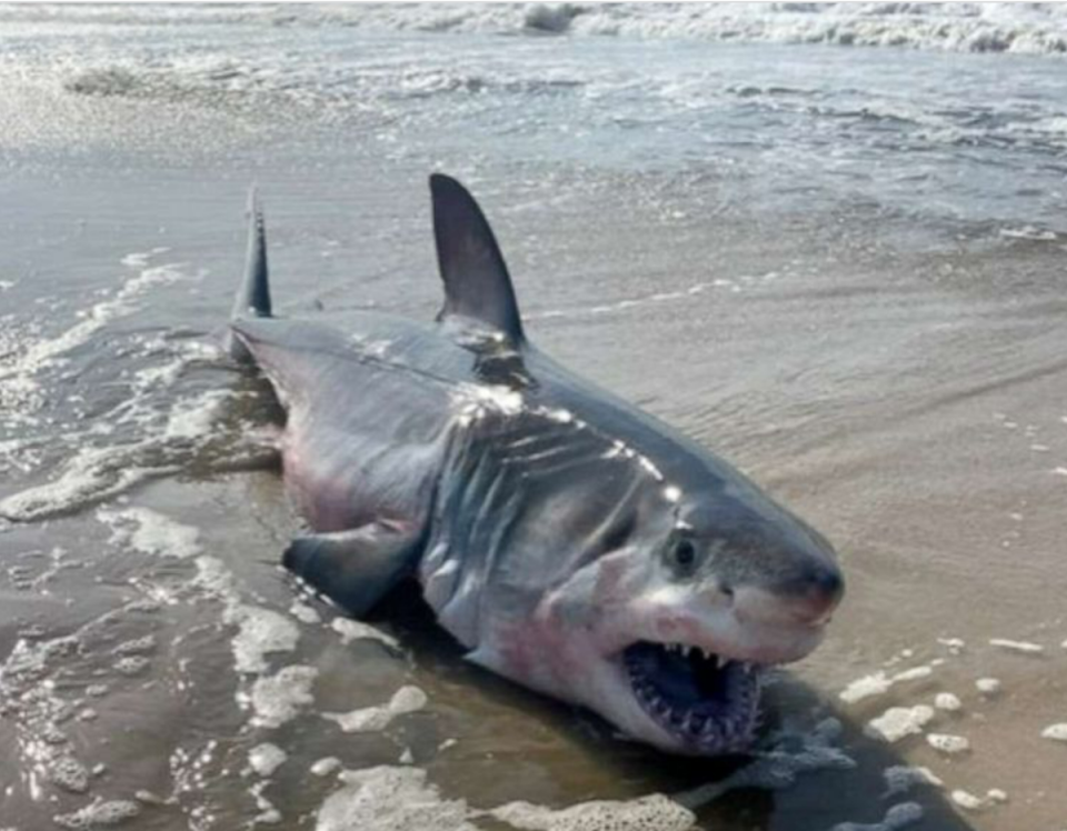 A 7-to-8 foot dead shark washed up on a Long Island beach on Wednesday morning, appearing to be a great white, according to local authorities (Quogue Village Police Department/Facebook)