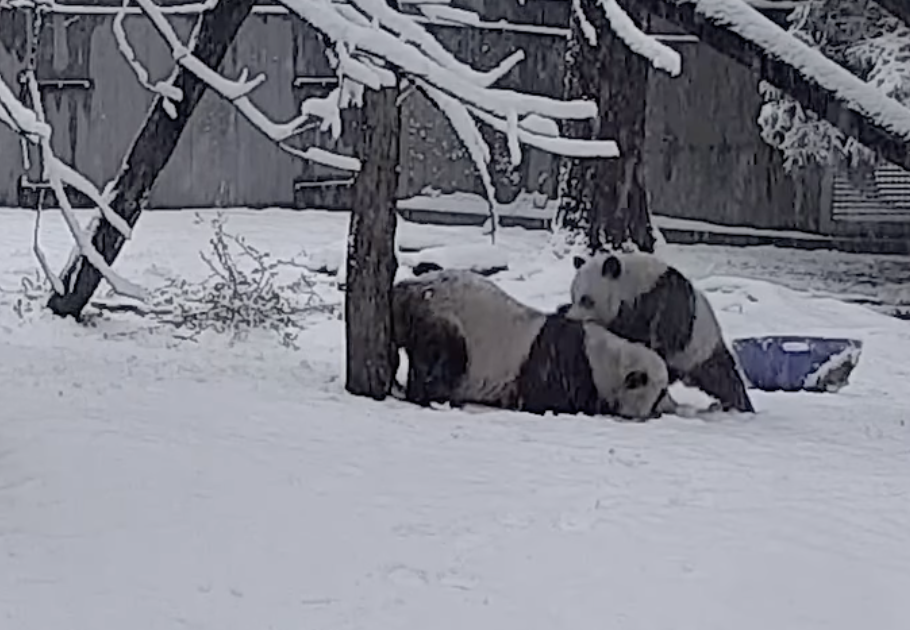 SMITHSONIAN'S NATIONAL ZOO