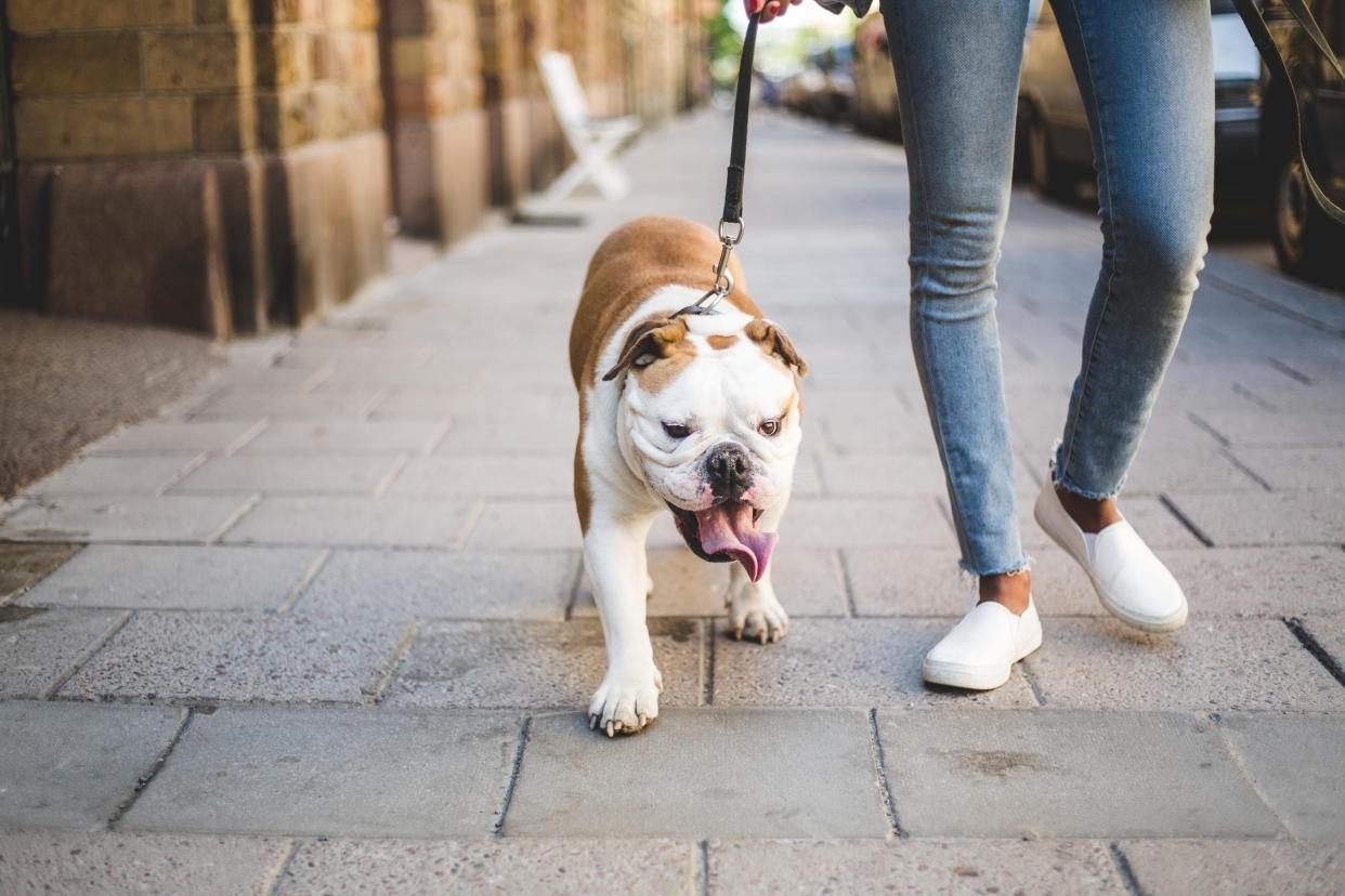 Pasear a tu perro durante la contingencia del COVID-19 es posible, pero hazlo de forma responsable para evitar contagios. Foto: Getty Images