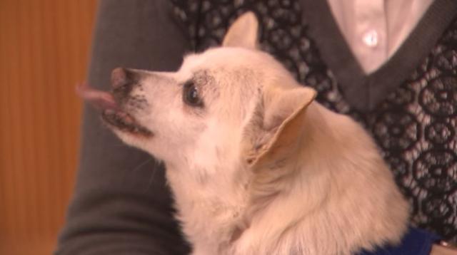 Meet Spike: Guinness' nap-loving, Dorito-munching oldest dog on