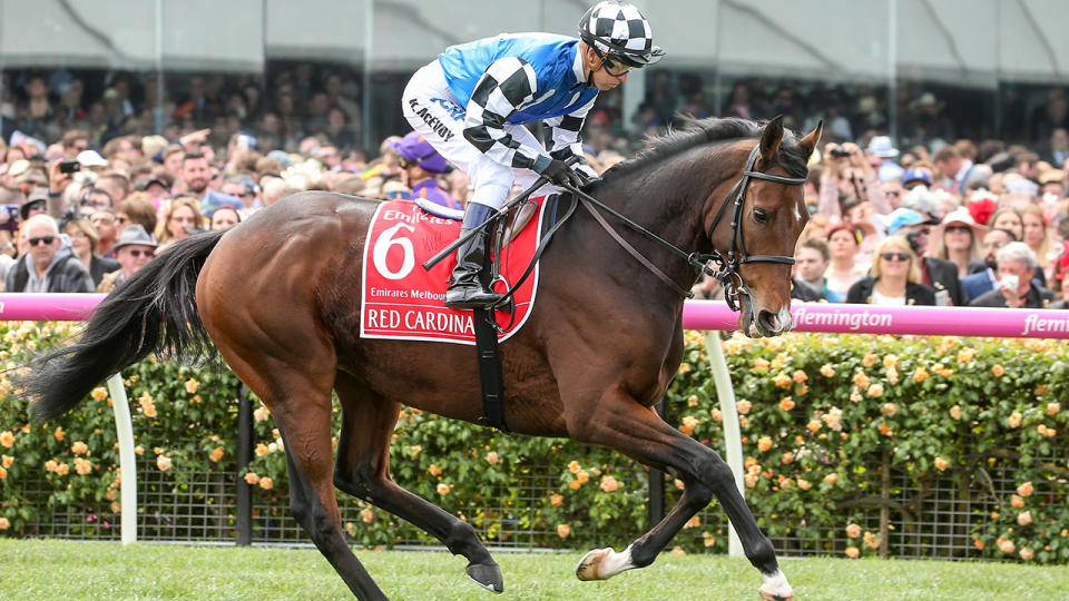 Red Cardinal, pictured here, heading to the barrier before the 2017 Melbourne Cup.