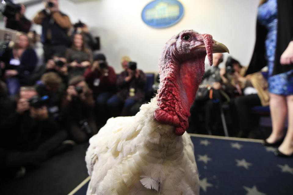 A live turkey is brought into the James S. Brady Press Briefing Room before the media at the White House, Tuesday, Nov. 20, 2018. (Photo: Manuel Balce Ceneta/AP)