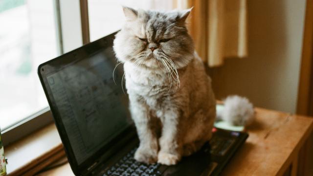Furry Hackers demand IRL catgirl research #furry #hackers #hacking