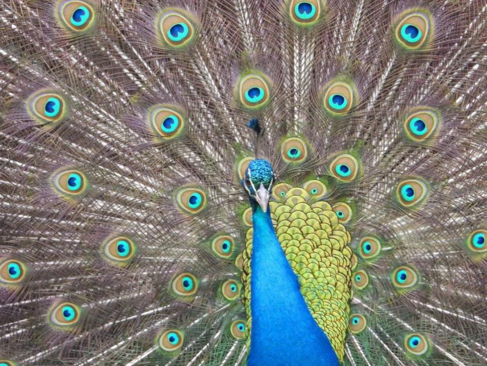 Western Telegraph: More gloriously-coloured feathers, this time displayed by a Pembrokeshire peacock.