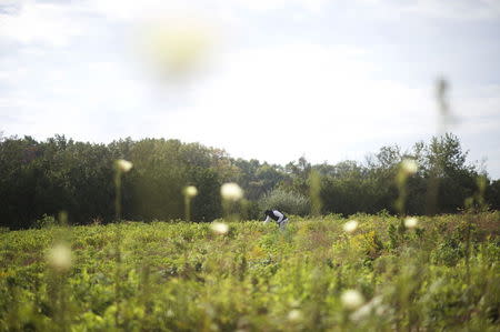 Alfred Jones, 75, picks kittily, one of the African vegetables grown on the farm of Morris Gbolo, 57, originally from Liberia, in Vineland, New Jersey, October 9, 2015. REUTERS/Mark Makela