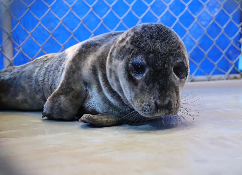 Butter Pecan, a grey male seal, was rescued by the Seacoast Science Center's Marine Mammal Rescue team from Wallis Sands Beach in Rye on Feb. 19.