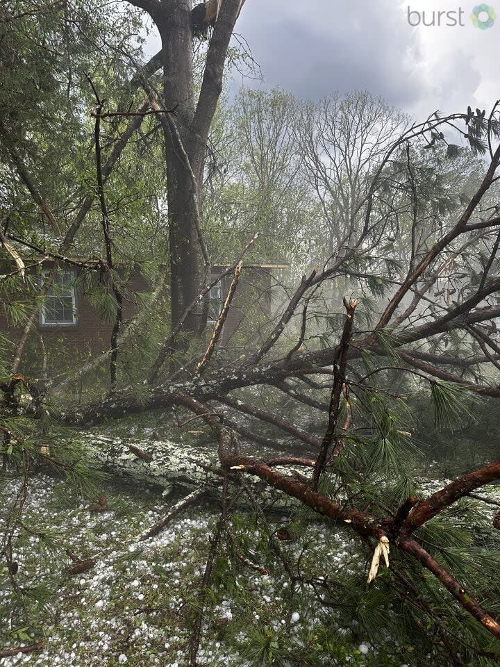 Winds over 60 mph knocked down trees throughout Rock Hill, like this one in Blanche Circle.