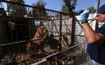 The only surviving bear and lion in Mosul zoo finally get treatment, after Isil driven from area