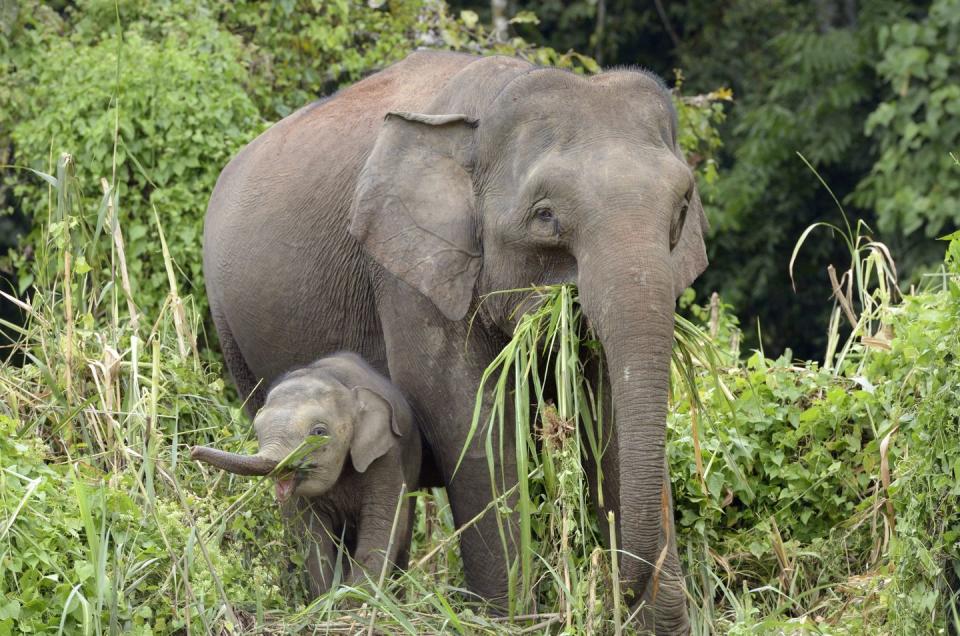 Borneo Pygmy Elephant