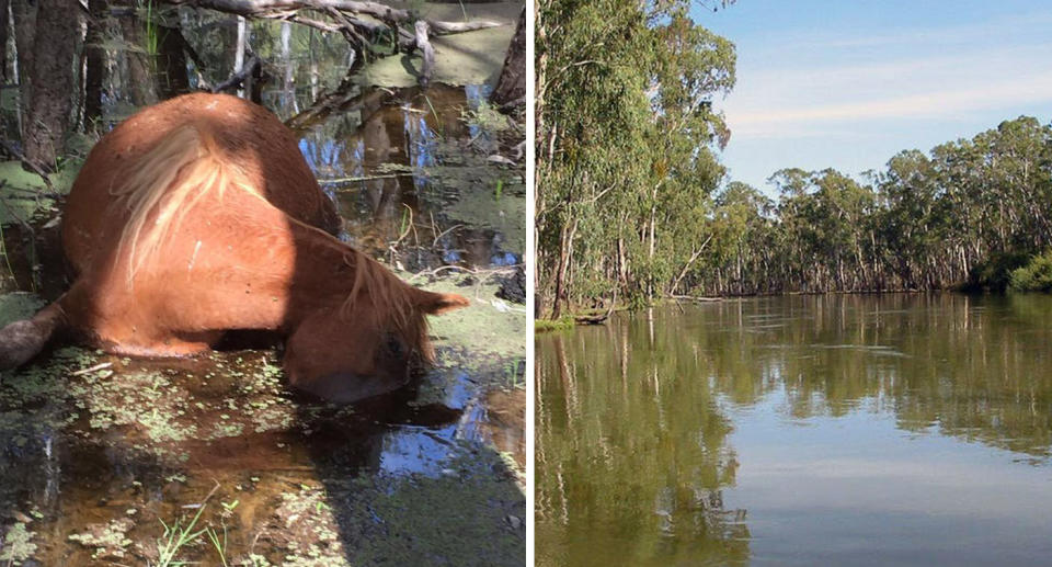 The Barmah-Millewa forest and a horse drowned in the water. 