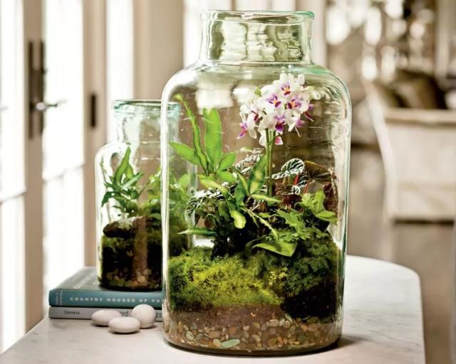 Best Plants for Closed Terrariums - Terrarium Creations