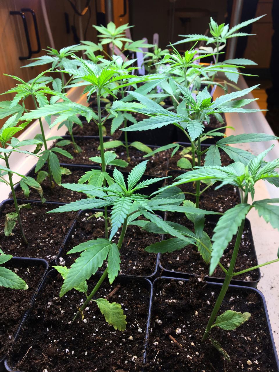 The seedling stage of the marijuana life cycle lasts two to three weeks. In this Feb. 14, 2019 photo, cannabis seedlings grow under lights as part of a research project at the State University of New York at Morrisville, N.Y.