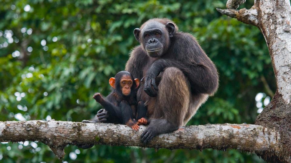 A female chimpanzee with a baby on mangrove trees.