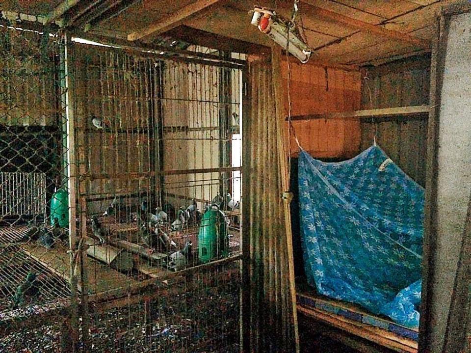 桶屍案嫌犯躲在台南偏僻山區的鴿舍中。