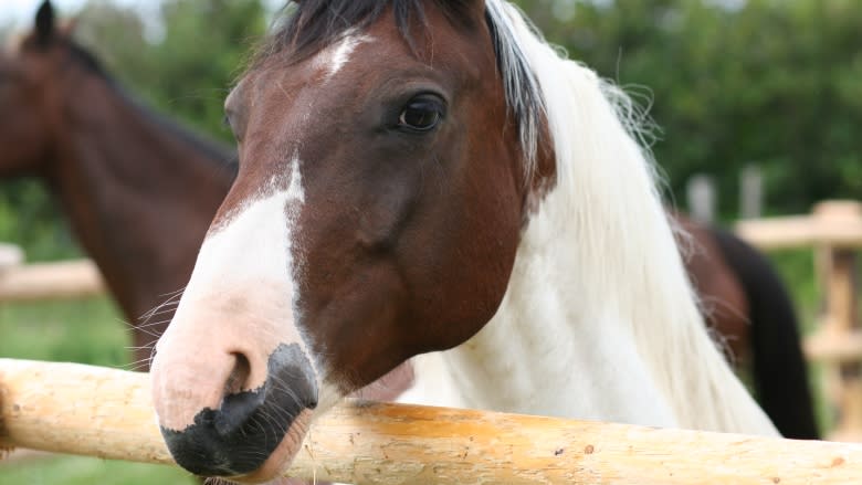 The ancient art of horse archery finds a home on a Nova Scotia farm