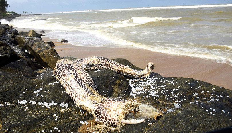 斯里蘭卡發現大量死魚及海洋生物屍體，身體內外都係塑膠顆粒。
（圖：Island.ik@Twitter）
