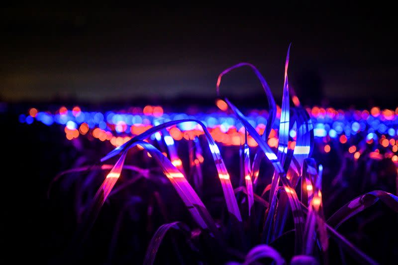 A field of leeks is shown bathed in red and blue LED lights in the Dutch town of Lelystad