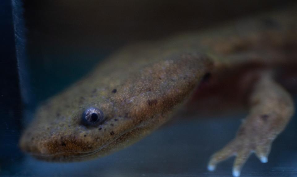 A yearling Eastern Hellbender salamander searches for bloodworms in its enclosure at the Nashville Zoo in Nashville, Tenn., Tuesday, Nov. 7, 2023.