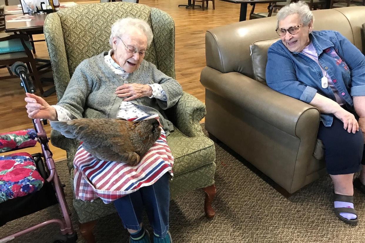 therapy chicken Gracie at nursing home