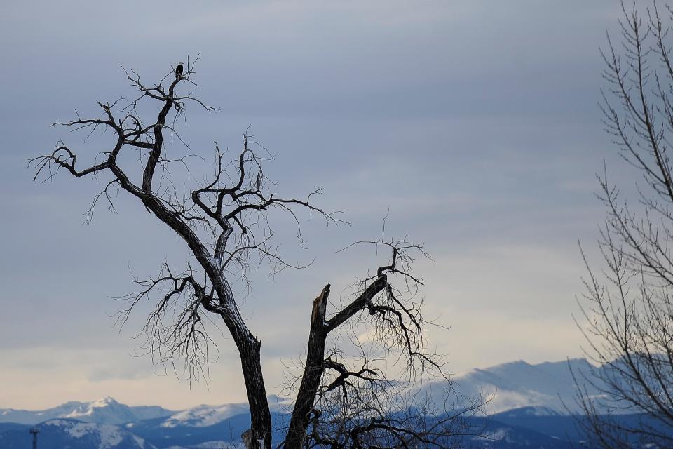 A bald eagle perches atop a tree in St. Vrain State Park in 2015.