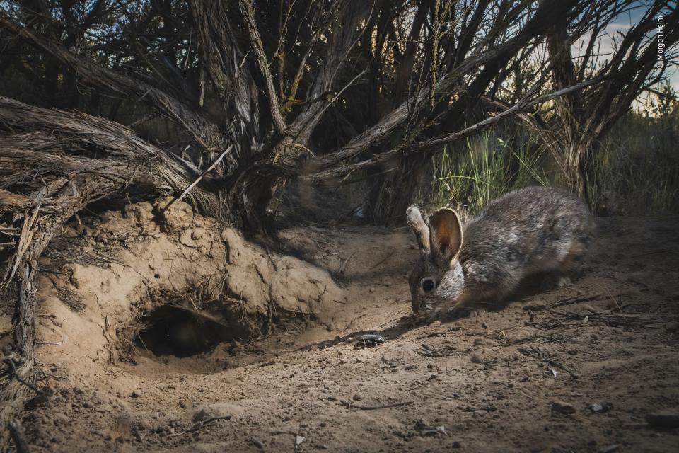 A beetle and a rabbit having a sniff