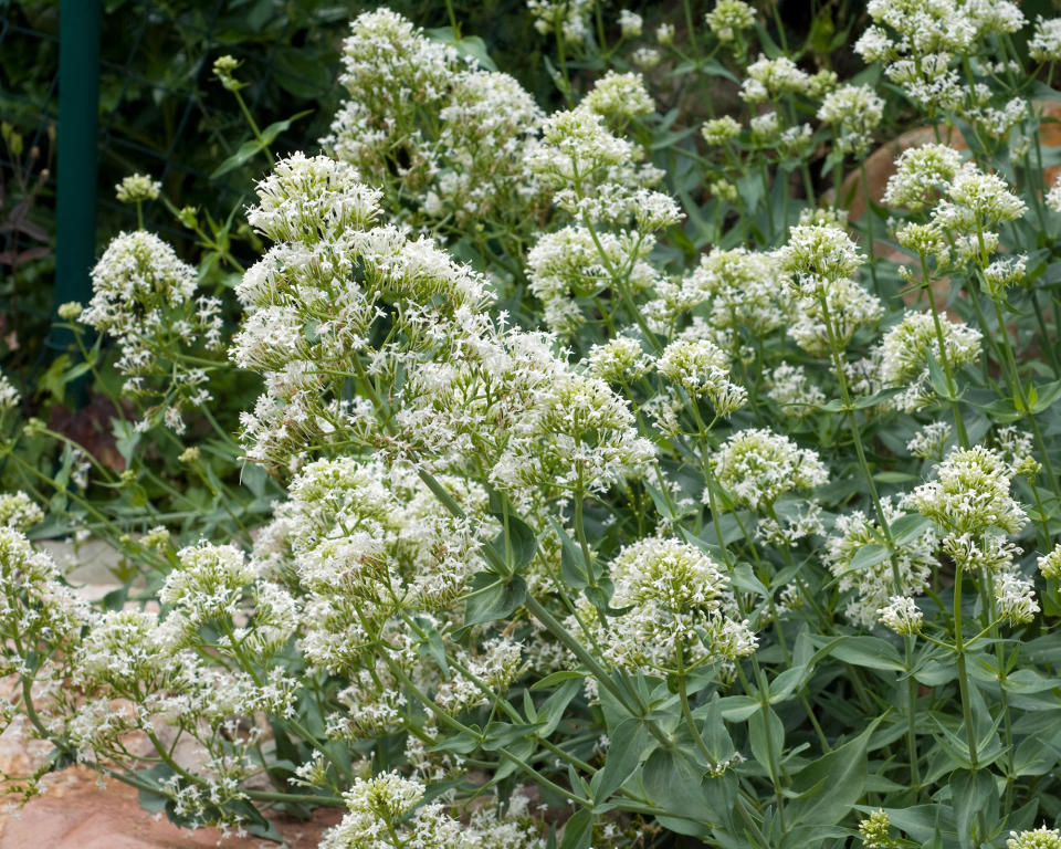 1. CENTRANTHUS RUBER ‘ALBUS’