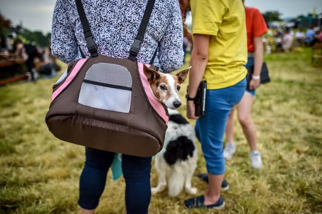 One small dog gets a lift in a holdall